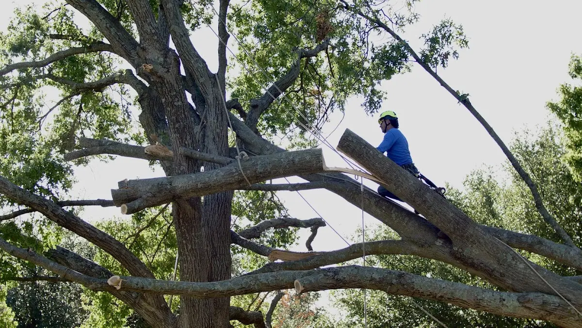 Professional Crown Thinning performed by certified arborists in Seagrove