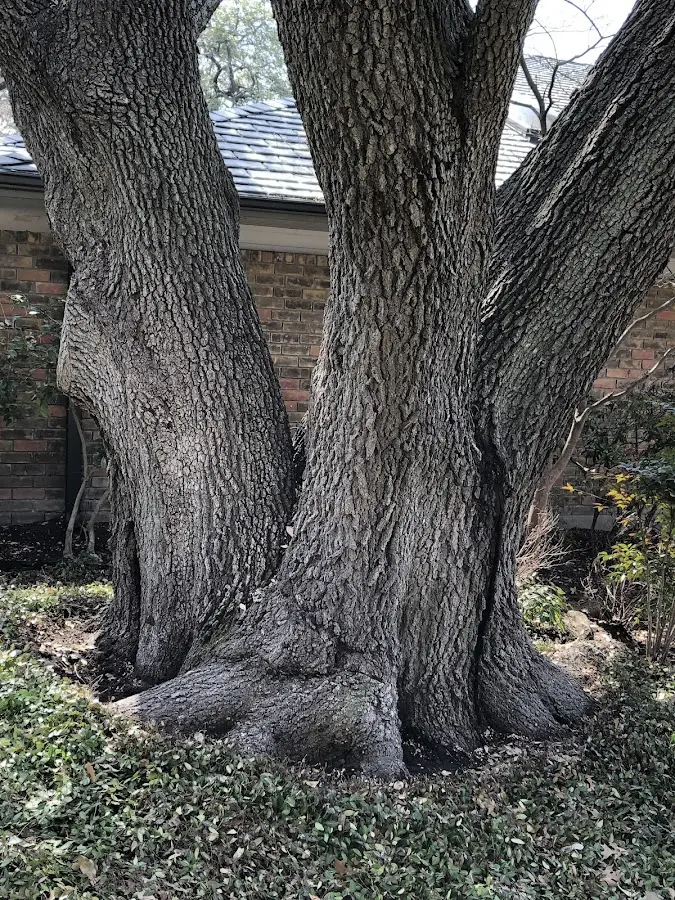 Mature heritage tree close to a Seagrove property cared for by certified arborists